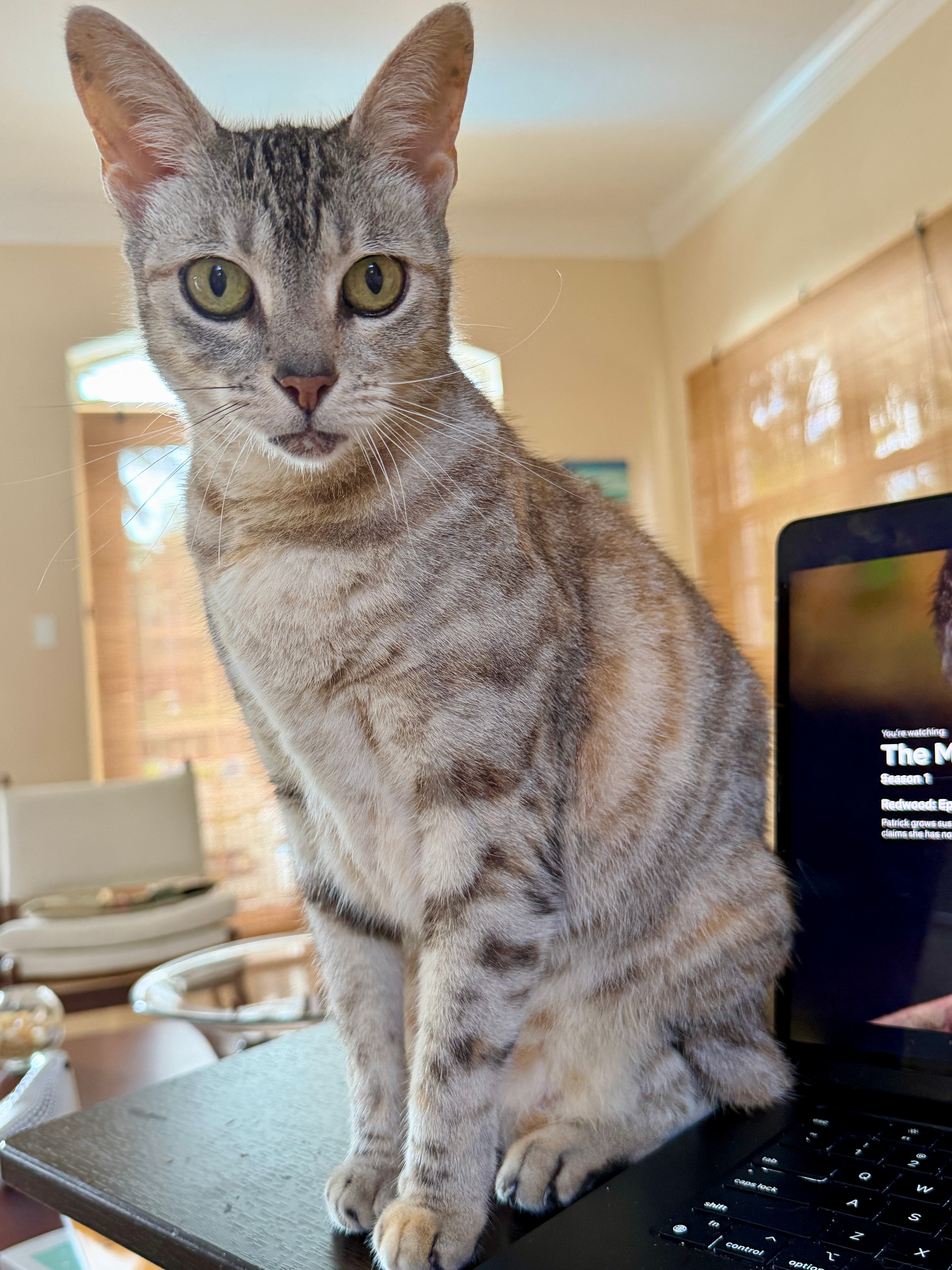 Recent pet sitting guest