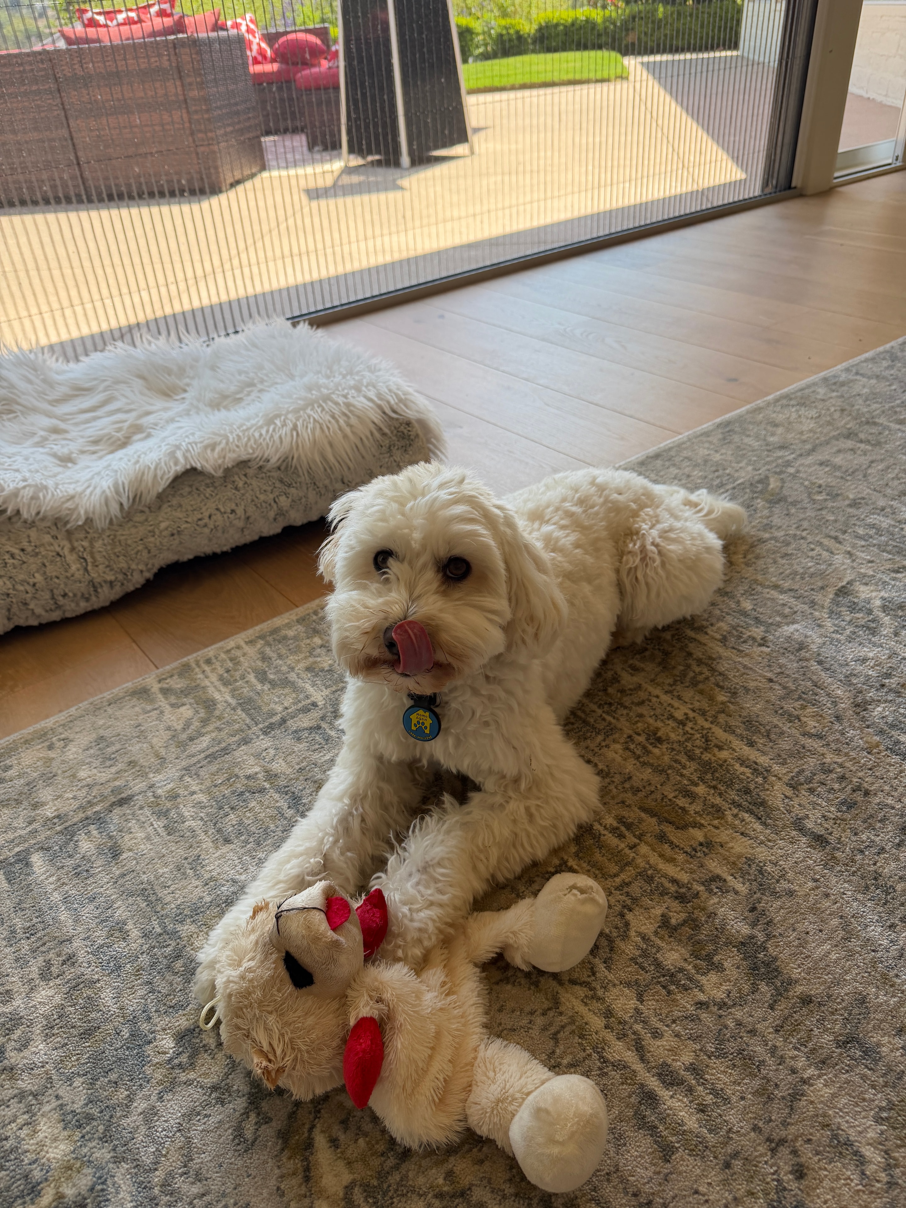 Recent pet sitting guest