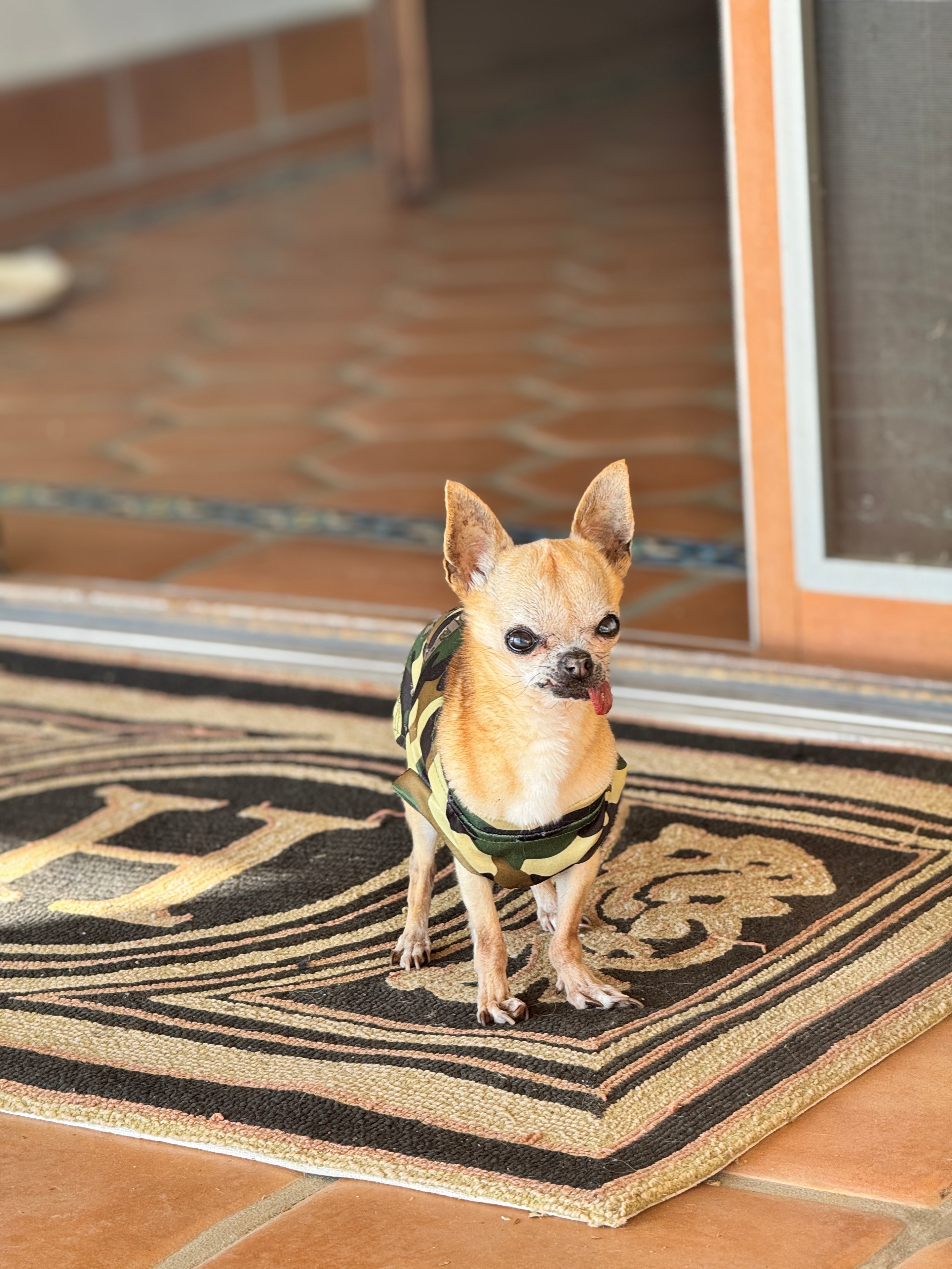 Recent pet sitting guest